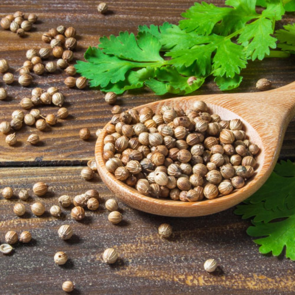 Organic-Coriander-Exporter-from-India