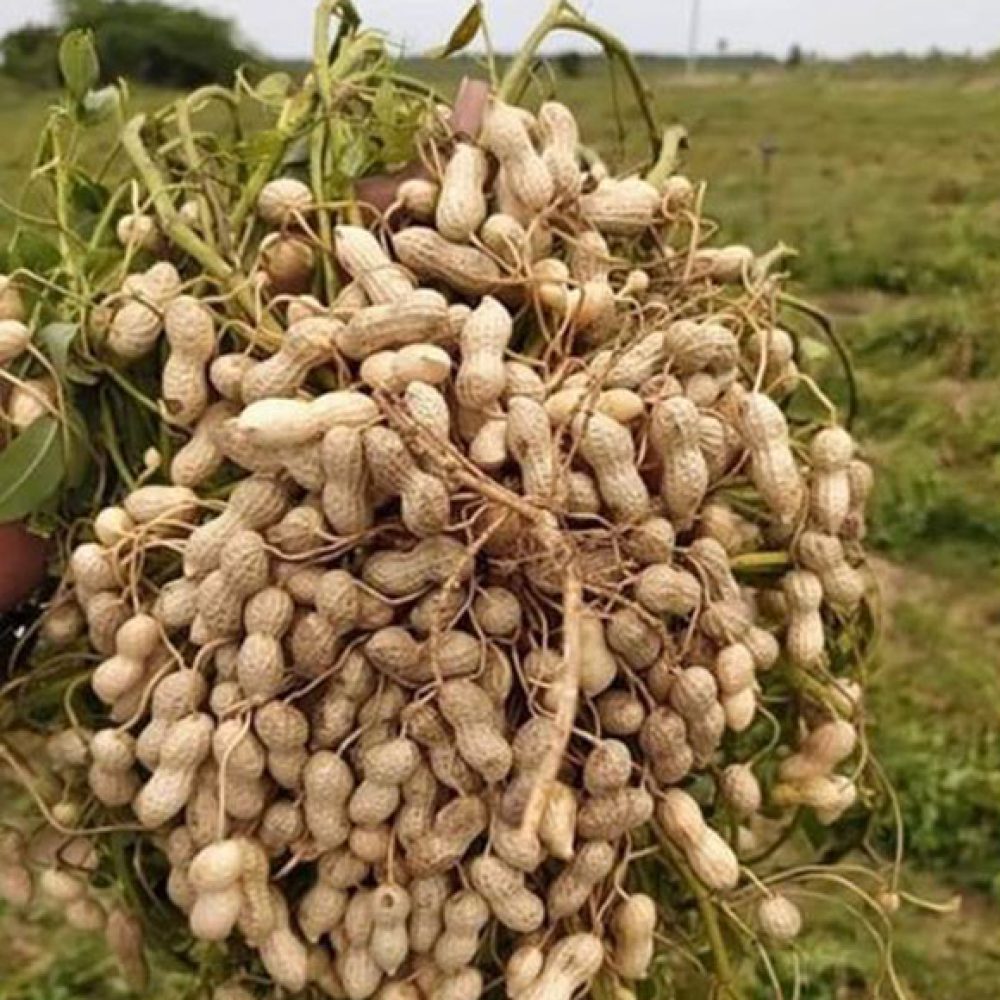 Organic-Peanut-Exporter-from-India