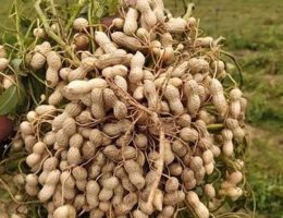 Organic-Peanut-Exporter-from-India